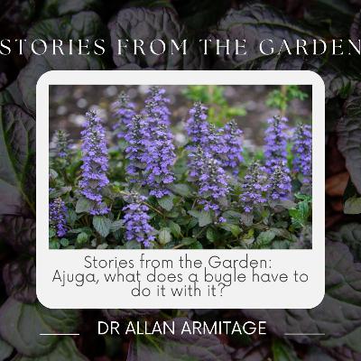 Stories from the Garden: Ajuga, what does a bugle have to do it with it?