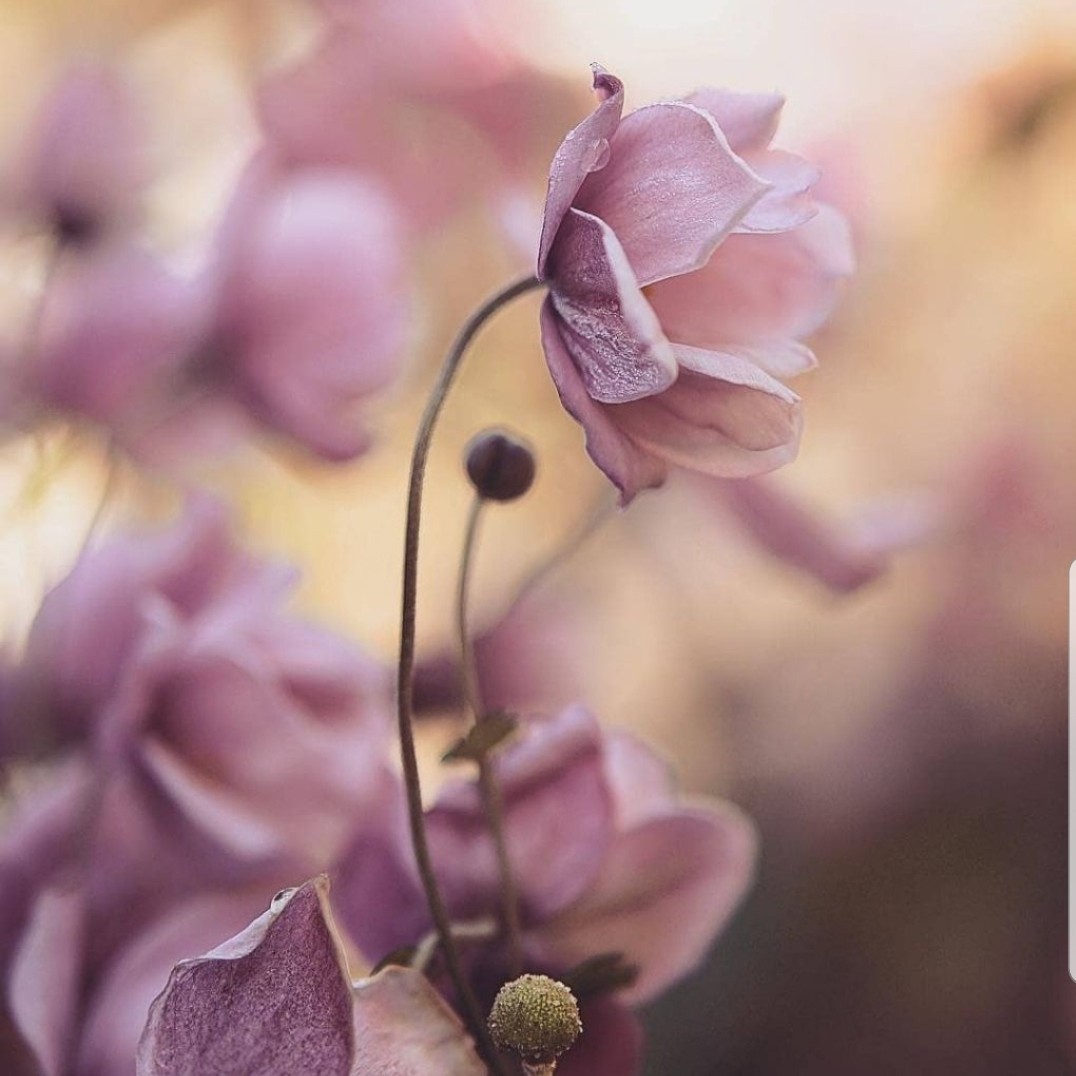 تصنیف یار بیگانه نواز ... 🌱