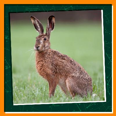 A Hare in the House