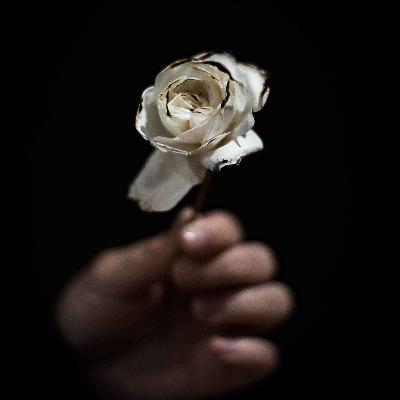 La rose