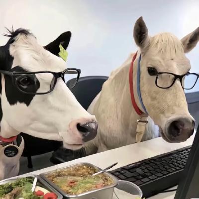 vol.4：「极限二选一」背后藏的是！够野的第二人生？！