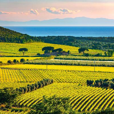 Bolgheri fører an for italiensk fremmarch i vinens verden