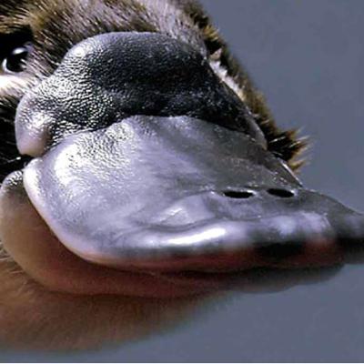 #9: Platypuses have a poisonous barb that is electrified, and they hunt with their eyes closed!?