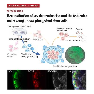 692-In Vitro Reconstitution of Testicular Niche 692-In Vitro Reconstitution of Testicular Niche