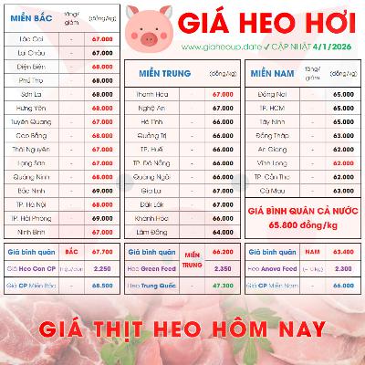 GIÁ LỢN HƠI 4/1/2026 ✅ GIÁ THỊT HEO HÔM NAY & TIN TỨC CHĂN NUÔI #GIAHEOHOI #GIATHITHEO #TET2026