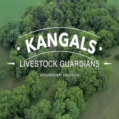 All About Kangal Dogs In The United States