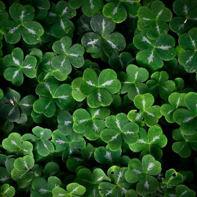 Can we show case Ireland in a better way when it comes to Patrick's Day?