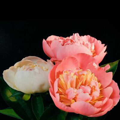 Stop Worrying, Surrender. Set Boundaries