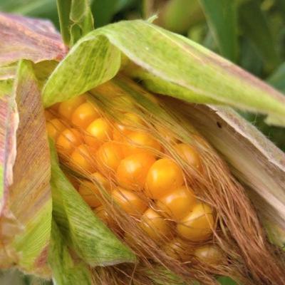 Corteva Agriscience и ее вклад в развитие сельского хозяйства России