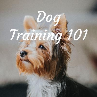 Choosing A Puppy