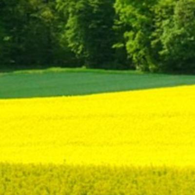 Результаты испытания сортов ярового рапса в условиях лесостепи ЦЧР