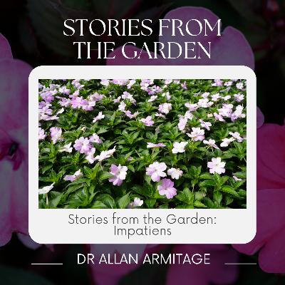 Stories from the Garden-Impatiens