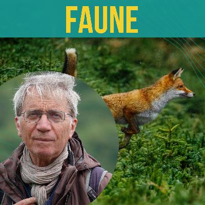 INTERVIEW - Y a-t-il des mammifères sauvages menacés d’extinction sur le territoire français ? | François Moutou INTERVIEW - Y a-t-il des mammifères sauvages menacés d’extinction sur le territoire français ? | François Moutou