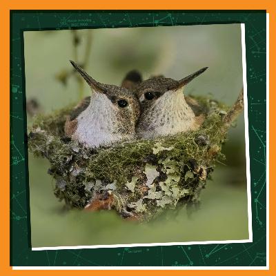 Raising Baby Hummingbirds