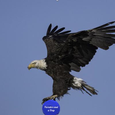 PaaT EP 17: A Little Bit of Freedom and Knowledge