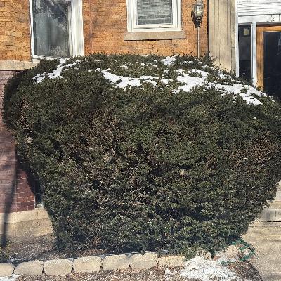 Hedge filled to the brim with sparrows, Chicago, USA on 18th January 2026 – by Sarah Geis Hedge filled to the brim with sparrows, Chicago, USA on 18th January 2026 – by Sarah Geis