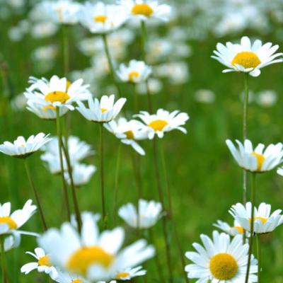 #2: Yoga Nidra basicão