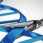 CRISPR/Cas9