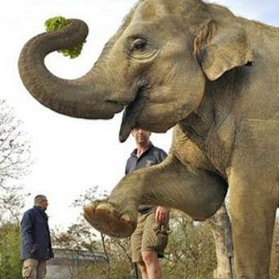 1 conselho - Filhote de elefante