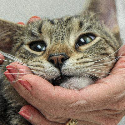 The Black Market for a Lifesaving Cat Drug The Black Market for a Lifesaving Cat Drug