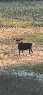 Bird Scouting and Moose Cruise with The Boys
