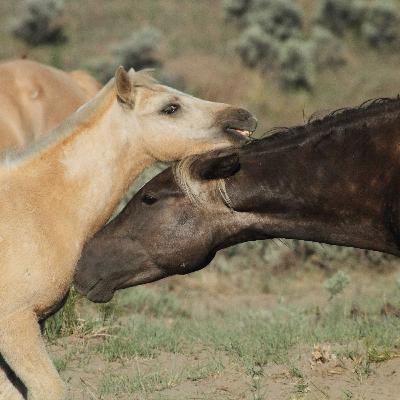 Wild Herd Dynamics with Mary Ann Simonds and Barbara Wheeler, Part 2