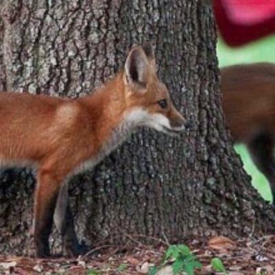 LISTEN: Rabies alert issued for Santa Rosa County due to ill fox