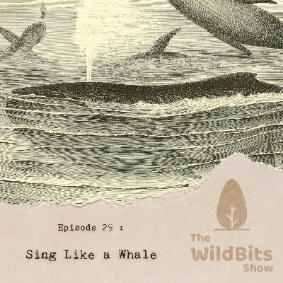 Sing Like a Whale Sing Like a Whale
