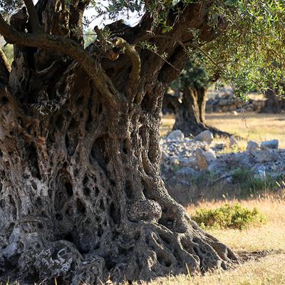 Come and See - In Every Pattern and Promise: Jesus Christ in the Old Testament Come and See - In Every Pattern and Promise: Jesus Christ in the Old Testament