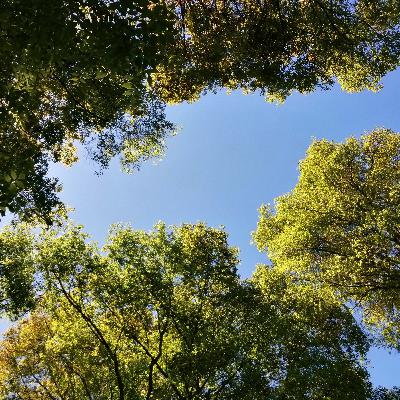 Tú , yo y el bosque
