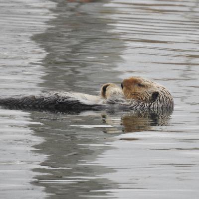 Don't Miss SLO CAL Between LAX and SFO -Helen Hayes