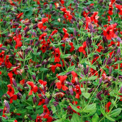 How did these flowers evolve to survive a megadrought? How did these flowers evolve to survive a megadrought?