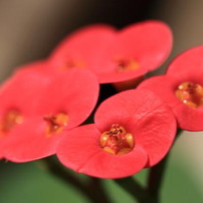 #第1304回 誕生花『ハナキリン』2025年10月19日（日）OA（WBS和歌山放送／出演：高岡伸夫、木村恵子）