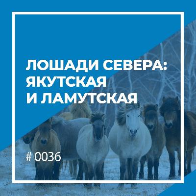 Лошади Севера: якутская и ламутская Лошади Севера: якутская и ламутская