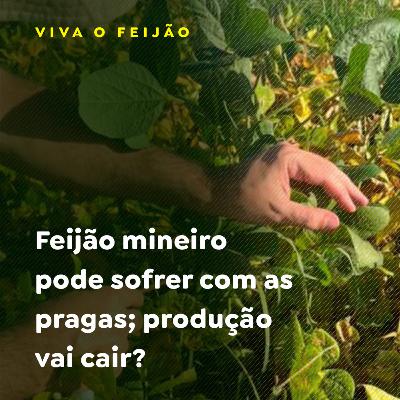 Feijão mineiro pode sofrer com as pragas; produção vai cair?