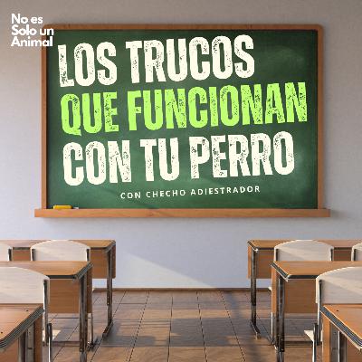 🐶 Adiestramiento Canino con Checho: Consejos Útiles 🐶 Adiestramiento Canino con Checho: Consejos Útiles