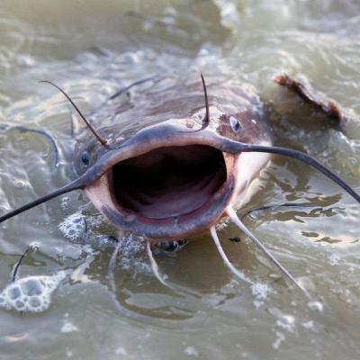 Người cũ cảnh xưa: Chim trời, cá nước, rau đồng (Bài 8): Mùa đạp hang cá ngát