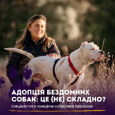 Безпритульні собаки: Чесно про адопцію