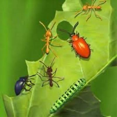 Entomologia Agrícola