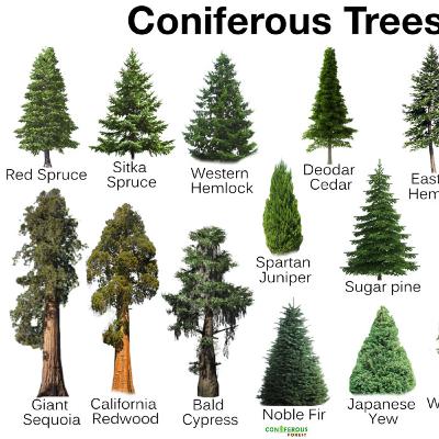 MATTHEW MCCONIFER - Ep.158 Ft. Adrian & Justin (Mortal Ground, Domestic Terror Productions)