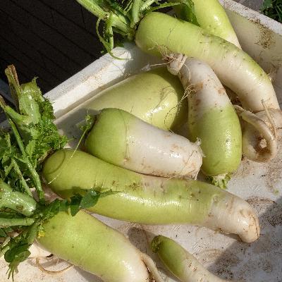 【やさしいニホンゴSlowly Japanese】なつ の やさい JP vegetables in Summer 【やさしいニホンゴSlowly Japanese】なつ の やさい JP vegetables in Summer