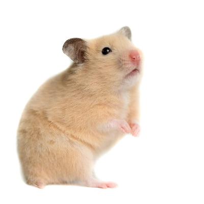 Le Hamster