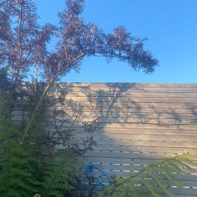 May 1st 2021 Dawn Chorus in my garden