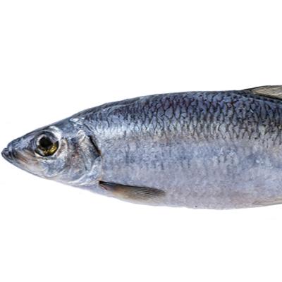 Alaska Fisheries Report 01 January 2025