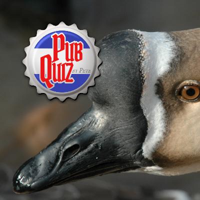 Which body reflex is traditionally known as ‘horripilation’?