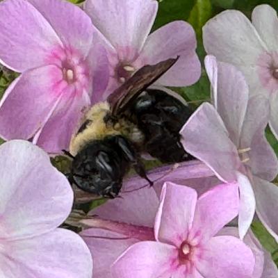 Mostly Good Environmental News #15 Mostly Good Environmental News #15