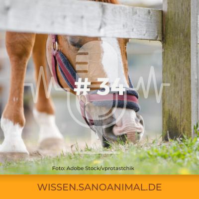 Sanoanimal Podcast #34 - Worauf sollte ich beim Anweiden achten?