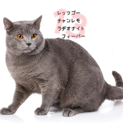 レッツゴー！チャンレモ・ラヂオナイト・フィーバー #13