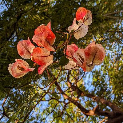 दिसम्बर के दिन (Days of December)