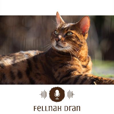 #1: Wie halte ich meine Katze richtig
